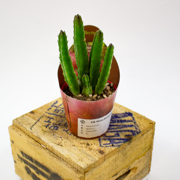 Stapelia Hirsuta 6.5cm H8cm