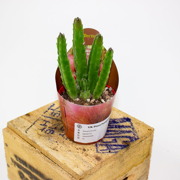 Stapelia Hirsuta 6.5cm H8cm