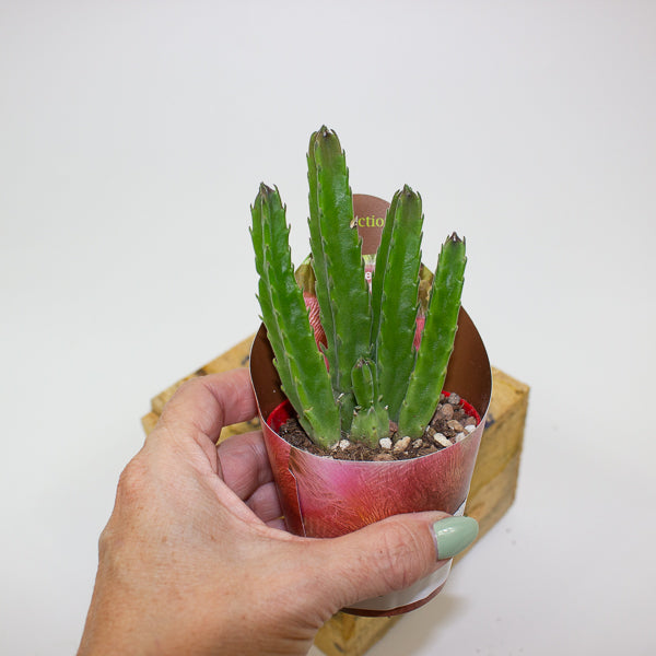 Stapelia Hirsuta 6.5cm H8cm