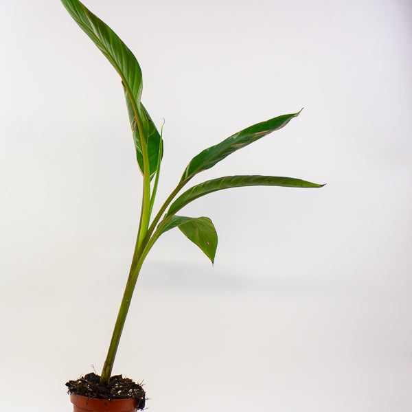 Musa Nono 10.5cm H25cm