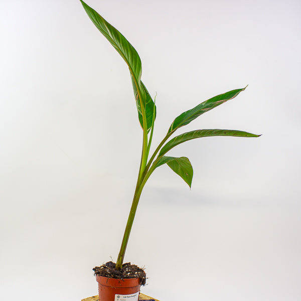 Musa Nono 10.5cm H25cm
