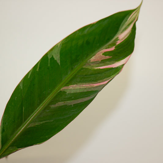 Musa Nono 10.5cm H25cm