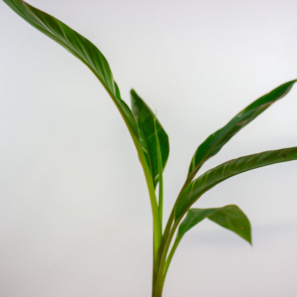 Musa Nono 10.5cm H25cm