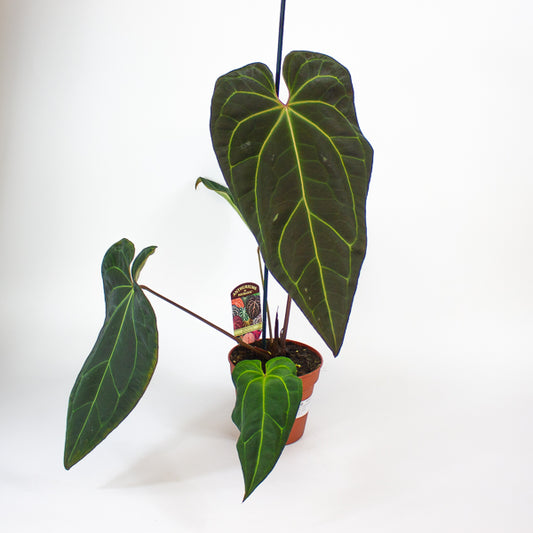 Anthurium DocBlock Black Widow® '43' X Red Velvet Cake® '24' 12cm H50cm
