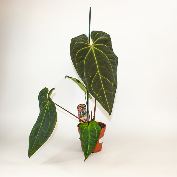 Anthurium DocBlock Black Widow® '43' X Red Velvet Cake® '24' 12cm H50cm