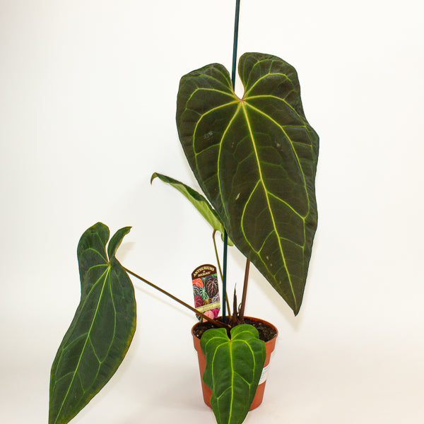 Anthurium DocBlock Black Widow® '43' X Red Velvet Cake® '24' 12cm H50cm