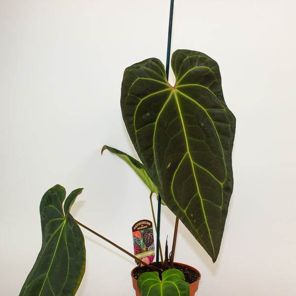 Anthurium DocBlock Black Widow® '43' X Red Velvet Cake® '24' 12cm H50cm