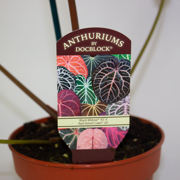 Anthurium DocBlock Black Widow® '43' X Red Velvet Cake® '24' 12cm H50cm