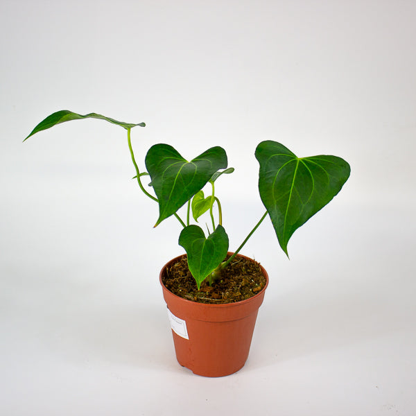 Anthurium clarinervium × pedatoradiatum
