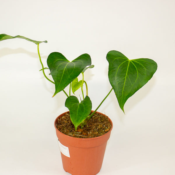 Anthurium Clarinervium X Pedatoradiatum 12cm H25cm