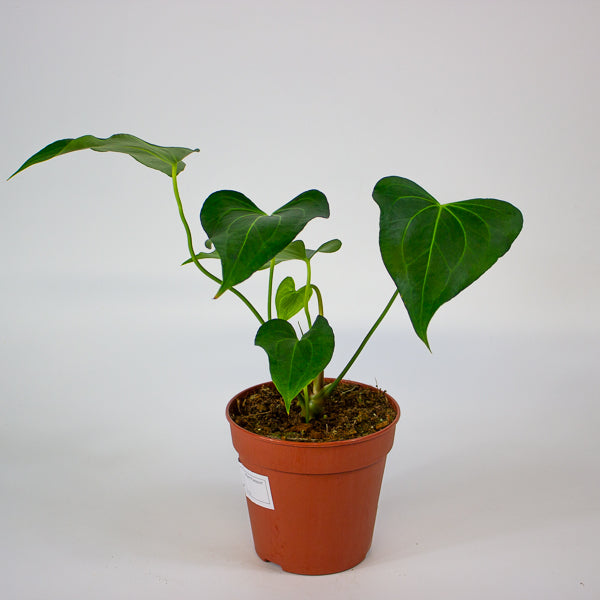 Anthurium Clarinervium X Pedatoradiatum 12cm H25cm