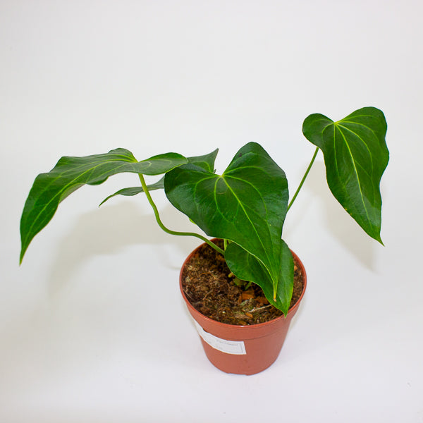 Anthurium Clarinervium X Pedatoradiatum 12cm H25cm