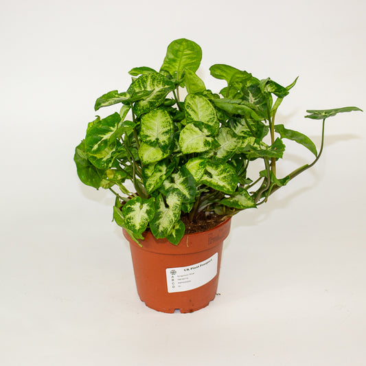 Syngonium 'Pixie' 12cm H20cm