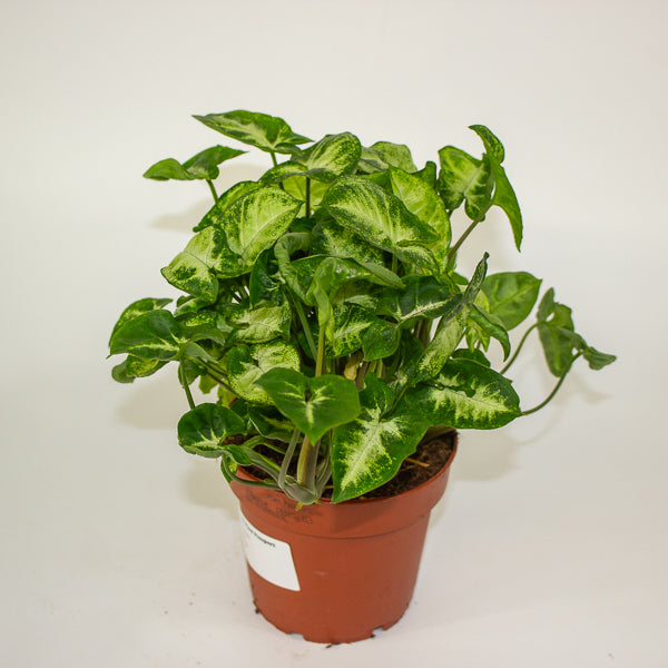 Syngonium 'Pixie' 12cm H20cm