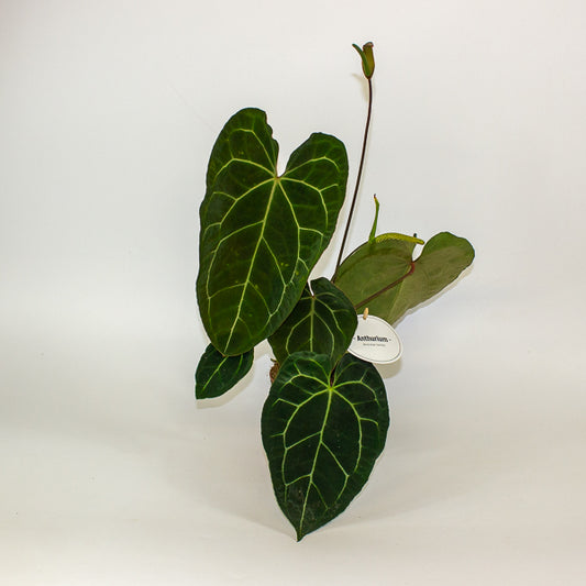 Anthurium Dark Phoenix 12cm H35cm