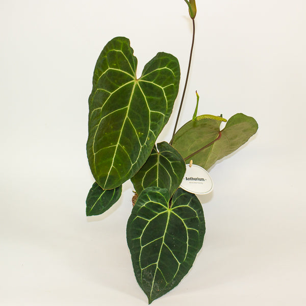 Anthurium Dark Phoenix 12cm H35cm