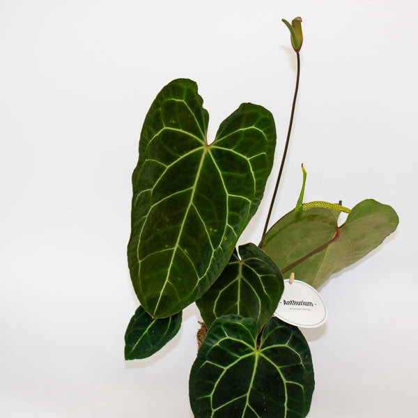 Anthurium Dark Phoenix 12cm H35cm