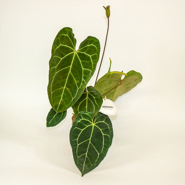 Anthurium Dark Phoenix 12cm H35cm