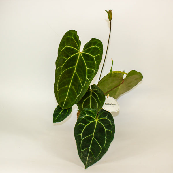 Anthurium Dark Phoenix 12cm H35cm