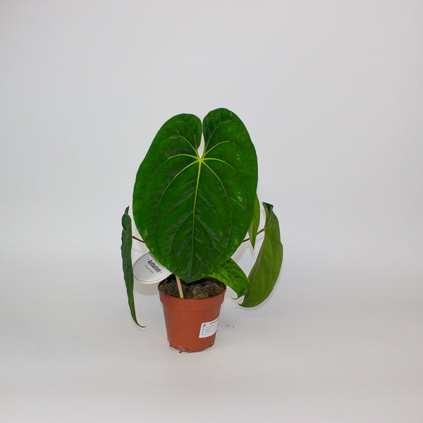 Anthurium Regale 12cm H25cm