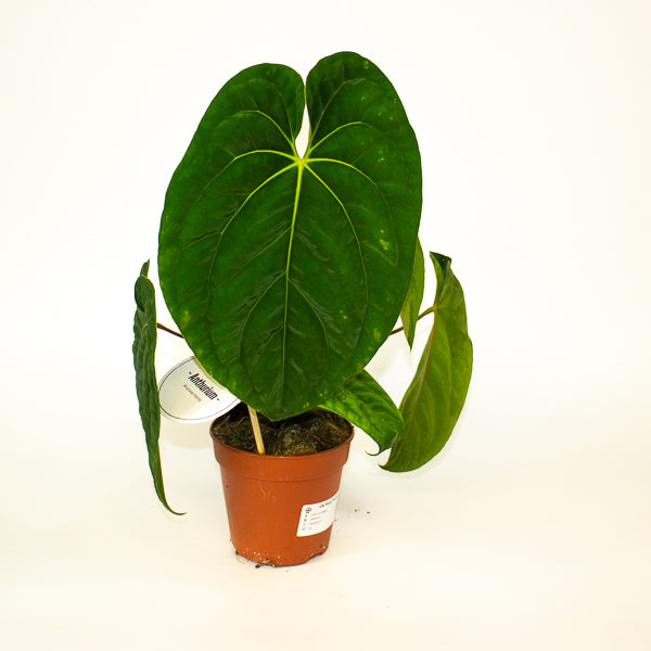 Anthurium Regale 12cm H25cm