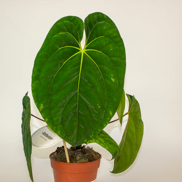 Anthurium Regale 12cm H25cm
