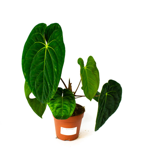 Anthurium Regale 12cm H25cm
