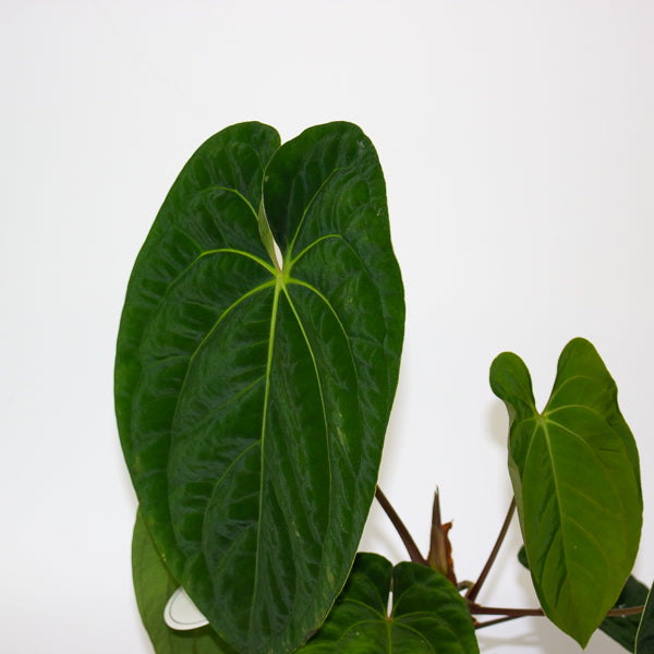 Anthurium Regale 12cm H25cm