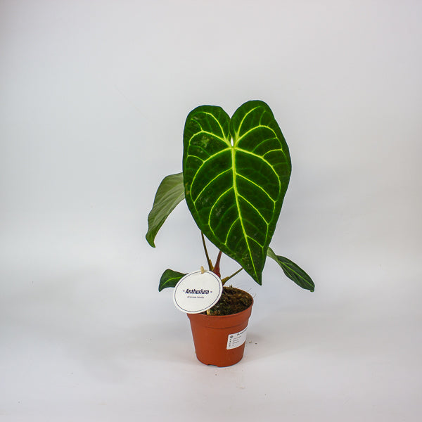 Anthurium Hybrid 12cm H20cm