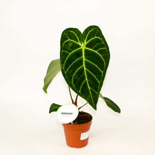 Anthurium Hybrid 12cm H20cm