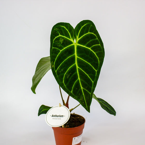 Anthurium Hybrid 12cm H20cm