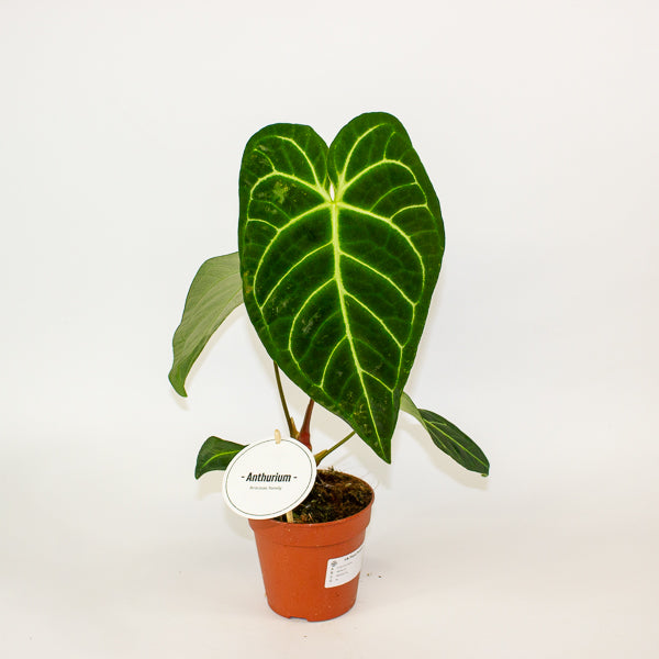 Anthurium Hybrid 12cm H20cm