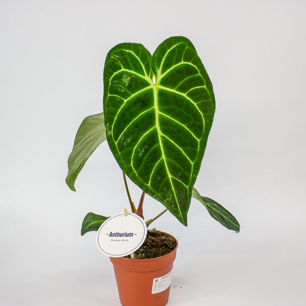 Anthurium Hybrid 12cm H20cm