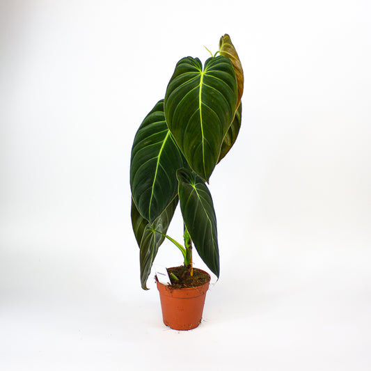 Imperfect - Philodendron melanochrysum - Reduced Price!