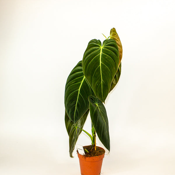 Imperfect - Philodendron melanochrysum - Reduced Price!