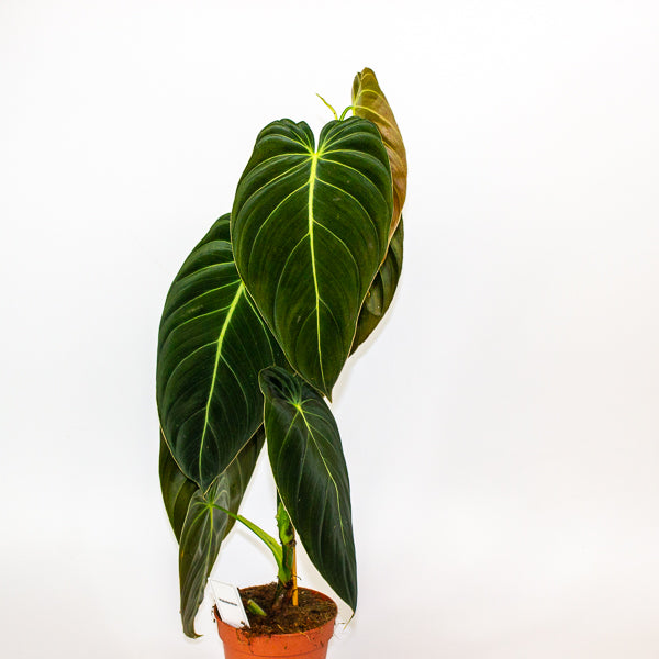 Imperfect - Philodendron melanochrysum - Reduced Price!