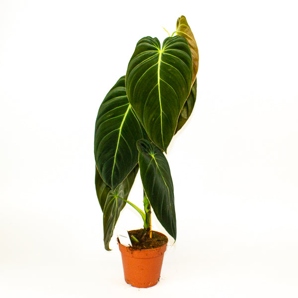 Imperfect - Philodendron melanochrysum - Reduced Price!