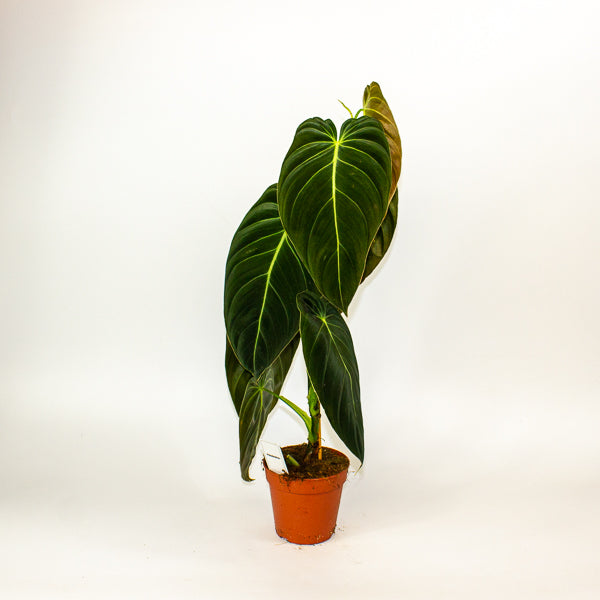 Imperfect - Philodendron melanochrysum - Reduced Price!
