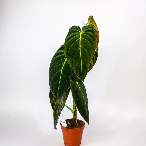Imperfect - Philodendron melanochrysum - Reduced Price!