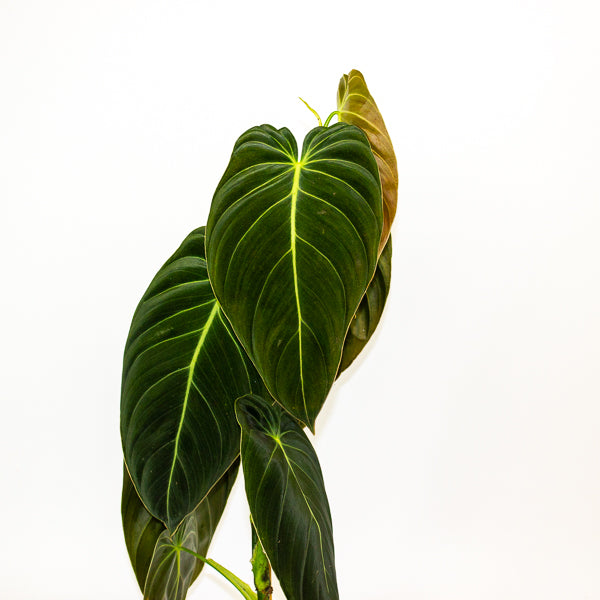 Imperfect - Philodendron melanochrysum - Reduced Price!