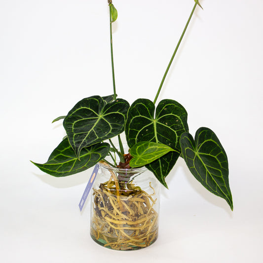 Anthurium clarinervium Hydro 12cm H30cm