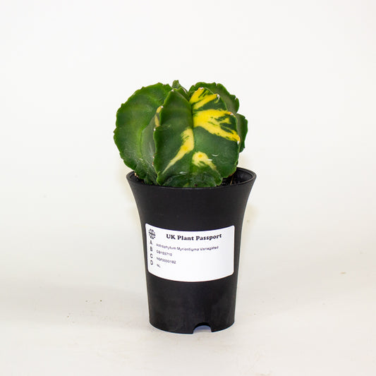 Astrophytum Myriostigma Variegated 7.5cm H12cm