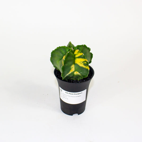 Astrophytum Myriostigma Variegated 7.5cm H12cm