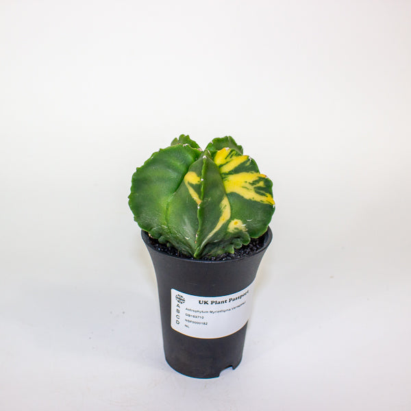Astrophytum Myriostigma Variegated 7.5cm H12cm