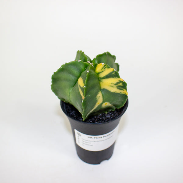 Astrophytum Myriostigma Variegated 7.5cm H12cm