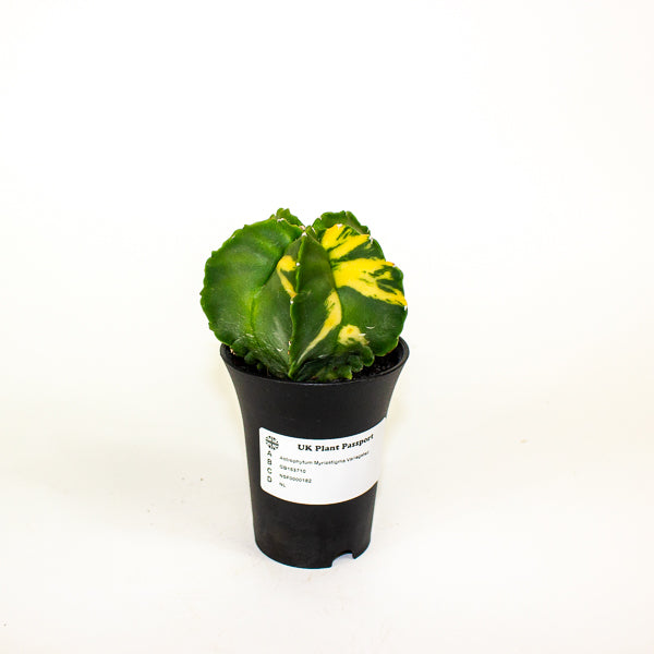 Astrophytum Myriostigma Variegated 7.5cm H12cm