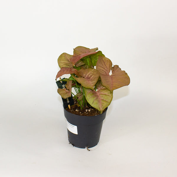Syngonium Podophyllum - Red Heart 14cm H25cm