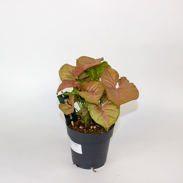 Syngonium Podophyllum - Red Heart 14cm H25cm