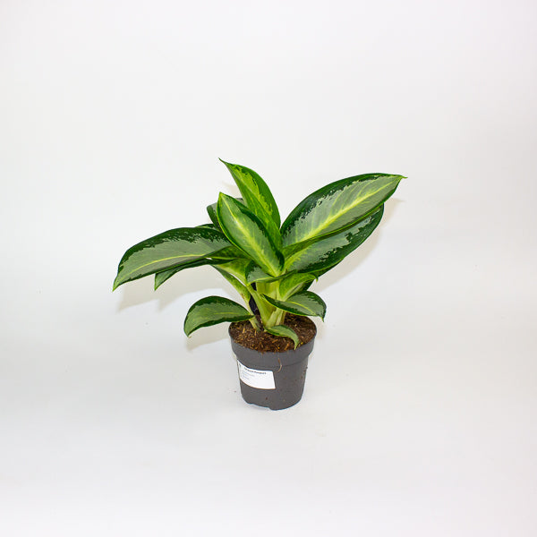Aglaonema Silver Blue  12cm H30cm