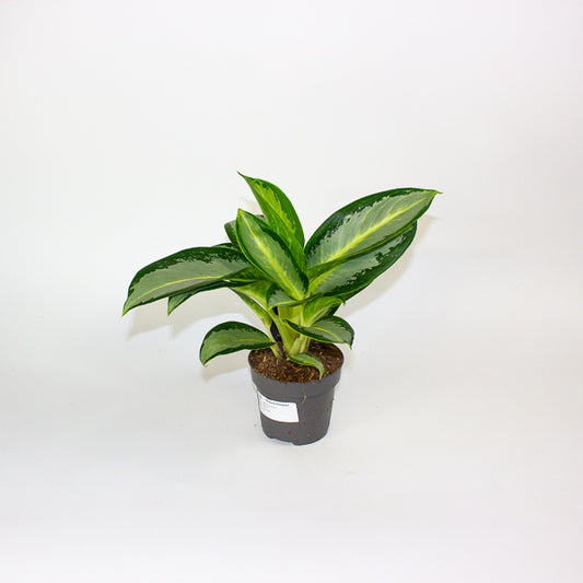 Aglaonema Silver Blue  12cm H30cm